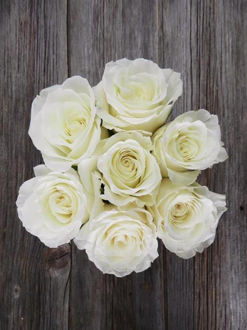 SNOWY JEWEL WHITE ROSE